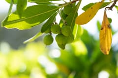 Greek Strawberry Tree (Arbutus andrachne)