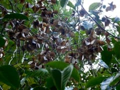 Chinese Yam (Dioscorea oppositifolia)