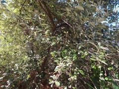 Forest Silver Oak (Brachylaena)