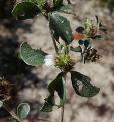 Maderaspatam (Blepharis maderaspatensis)