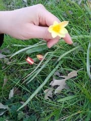 Lady Tulip (Tulipa clusiana)