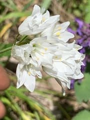 Allium zebdanense (Allium zebdanense)