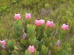 Stokoe's protea (Protea stokoei)