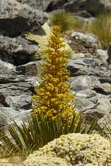 Colenso's Speargrass (Aciphylla colensoi)