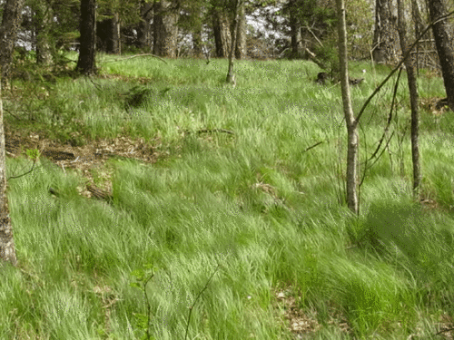 Pennsylvania Sedge (Carex pensylvanica)