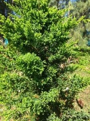 Bermuda Juniper (Juniperus bermudiana)