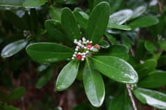 Wild Cinnamon (Canella)
