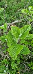 Mountain Ash (Chamaemespilus)