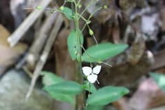 Slender Aneilema (Aneilema acuminatum)