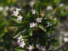 Glory Bower (Volkameria inermis)