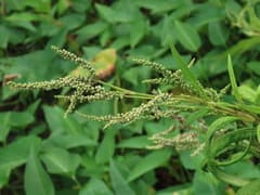 Barbed Knotweed (Persicaria barbata)