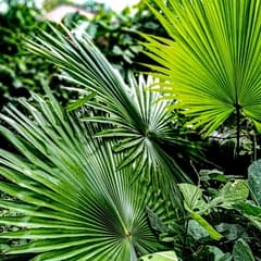 Saribus Palm (Saribus)