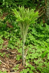 Corpse Flower (Amorphophallus campanulatus)