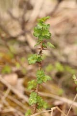 Prickly currant (Ribes aciculare)