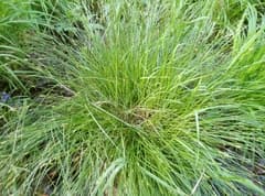 Quaking Sedge (Carex brizoides)