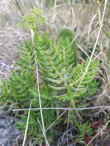 Miniature Pine Tree (Crassula tetragona)