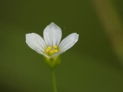 Fairy Flax (Linum catharticum)