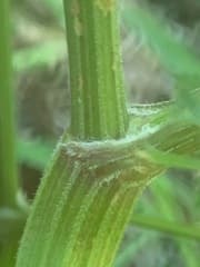 Wild Chervil (Anthriscus sylvestris)