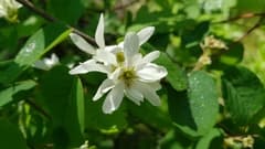 European Serviceberry (Amelanchier amelanchier)