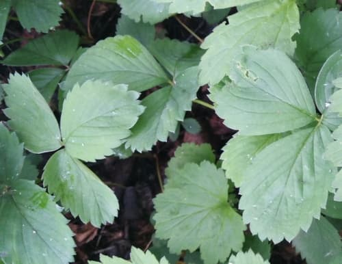 Strawberry Plant (Fragaria ananassa)