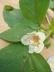 Lace Flower (Alsobia)