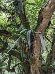 Andraeanum (Anthurium protensum)