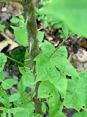 Kalopanax (Kalopanax)