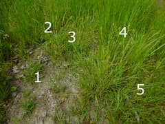 Remote Sedge (Carex remota)