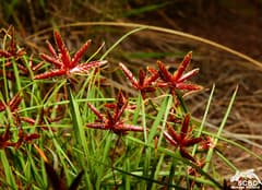 Rock sedge (Cyperus rupestris)