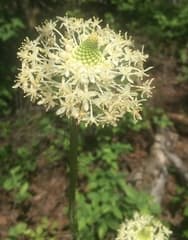 King of Asphodels (Asphodeloides)