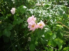 Obtuseleaf Rose (Rosa obtusifolia)