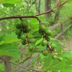 Caterpillar Bush (Stachyurus)