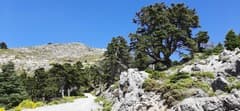Spanish Fir (Abies pinsapo)