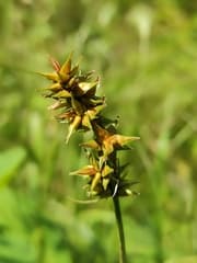 Spiked Sedge (Carex spicata)
