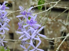 Sandpaper Vine (Petrea volubilis)