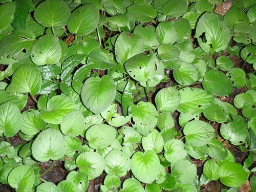 African Violet (Saintpaulia ionantha)