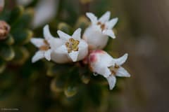 Sweet-scented mountain heath (Acrothamnus suaveolens)