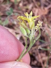 Hairy Brassica (Brassica pubescens)