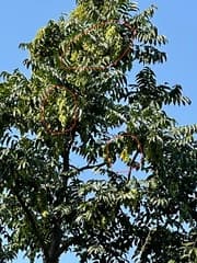 Chinese Tree of Heaven (Ailanthus fordii)