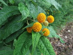 Butterfly Bush (Buddleja)