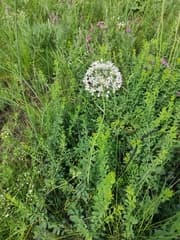 Deceptive Garlic (Allium decipiens)