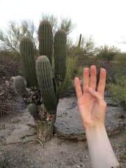 Saguaro Cactus (Carnegiea gigantea)