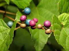 Amur Grape (Ampelopsis glandulosa)