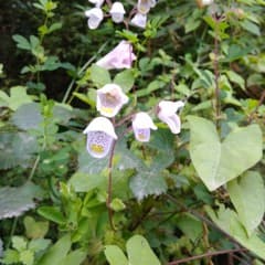 Creeping Inch Plant (Boea)