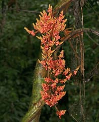 Wisteria Tree (Callerya)