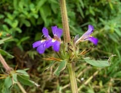 Barleria auriculata (Barleria auriculata)
