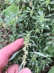 Tropical Amaranth (Amaranthus polygonoides)