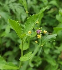 False Flax (Camelina)