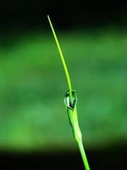 Arum Lily (Arum)