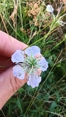Field Nigella (Nigella arvensis)